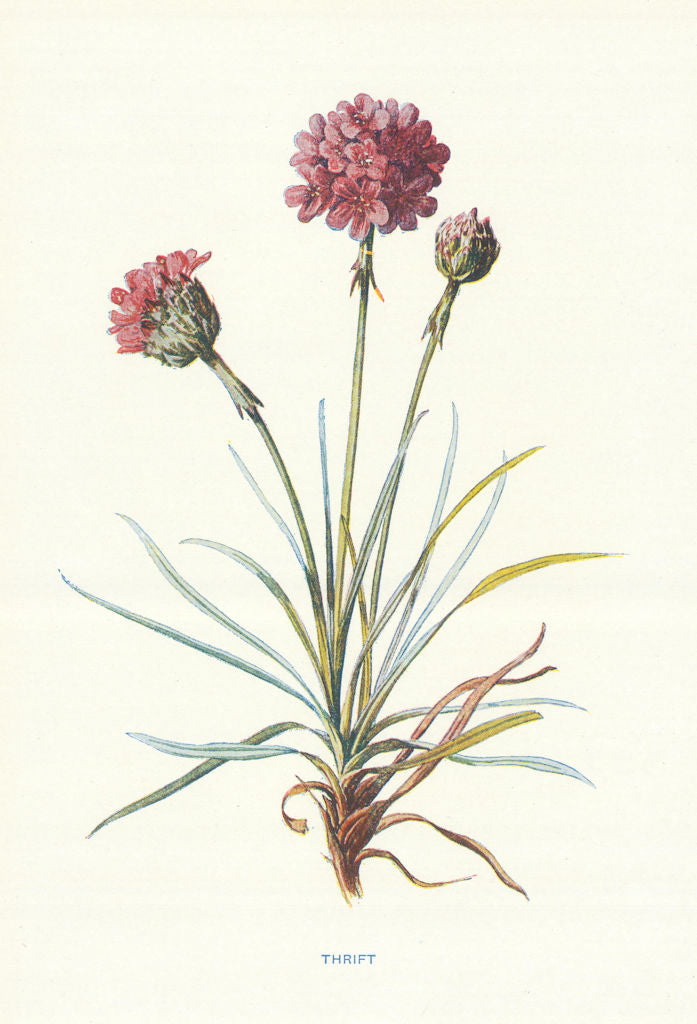 Thrift. Wild Flowers by Frederick Edward Hulme c1895 old antique print picture